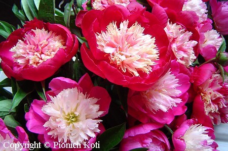 Paeonia lactiflora 'Gay Paree' kiinanpioni
